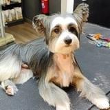 Thor avatar