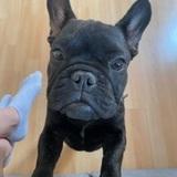 Pola avatar