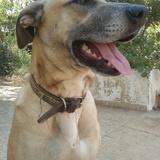 Musa avatar