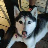 Chiqui avatar
