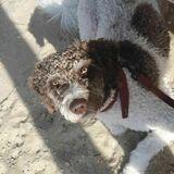 Coco avatar