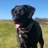Bagheera avatar