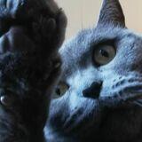 Luna avatar