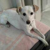 Chiqui avatar