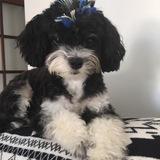Puppy avatar