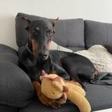 Bella avatar