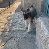 Santi avatar