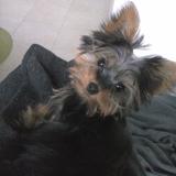 Chiki avatar