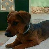 Marley avatar