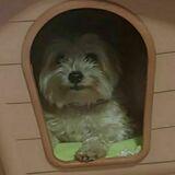 Lola avatar