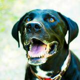 Cooper  avatar