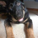 Bailey avatar
