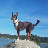 Chula avatar