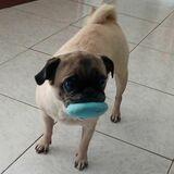 Lola avatar
