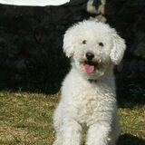 Rin avatar