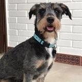 Nilo avatar