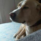 Simba avatar