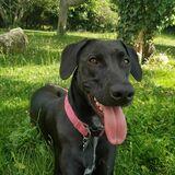 Cala avatar