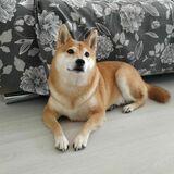 Kuma avatar