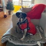 Rocco avatar