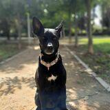 Lobo avatar