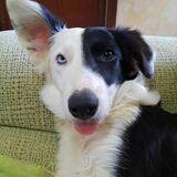 Phoebe avatar