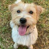Archie avatar