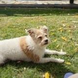 Pipa avatar
