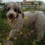 Enzo avatar