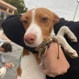 Millie  avatar