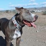 Tayson avatar