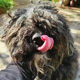 Trufi avatar