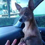 Ardilla avatar