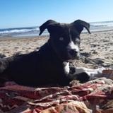 Belxa avatar