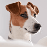 Otto avatar