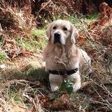Cooper avatar
