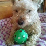 Jerry avatar