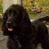 Cooper avatar