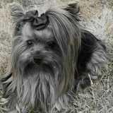 Lola avatar