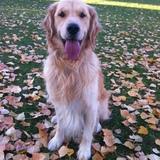 DANKO avatar