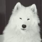 Shira avatar