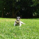 Tica avatar