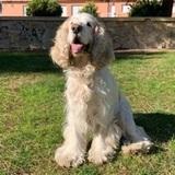 Yako avatar