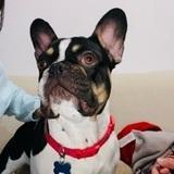 Gofio avatar