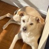 Nala avatar