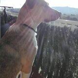 Garrula avatar