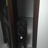 Gorki avatar