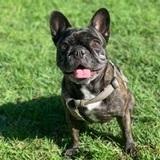 Pampa avatar