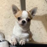 Pancho  avatar