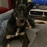Nala avatar